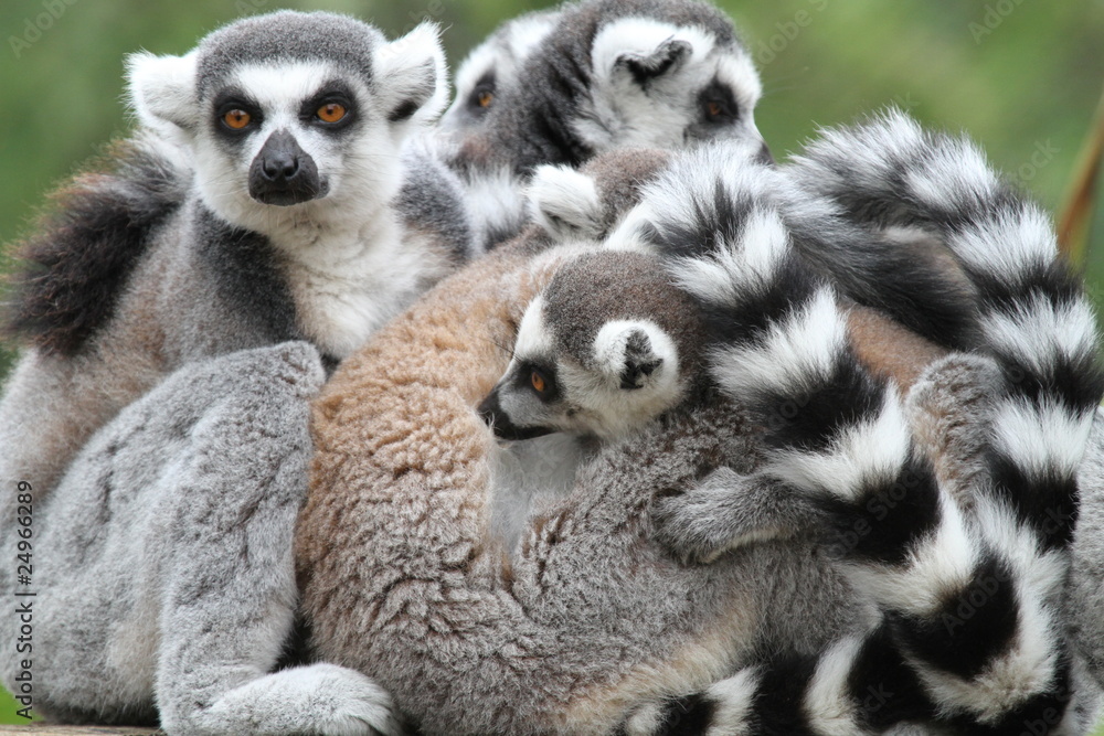 Obraz premium Family of Ring-Tailed Lemurs