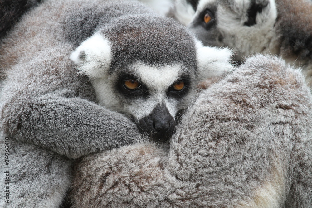 Obraz premium Ringed Tailed Lemur