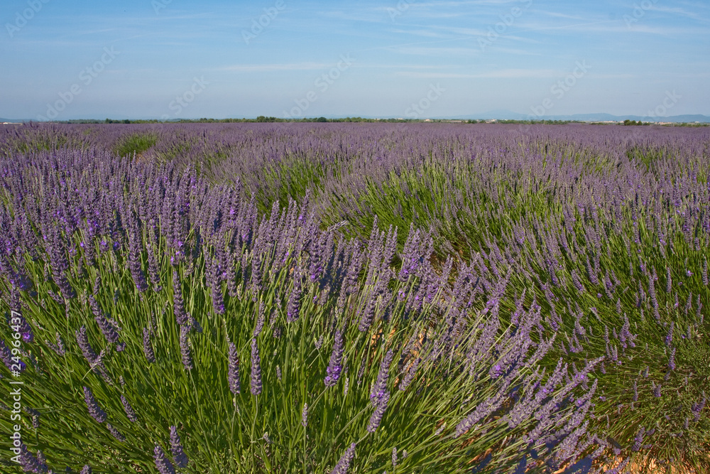 Obraz premium Campo di lavanda