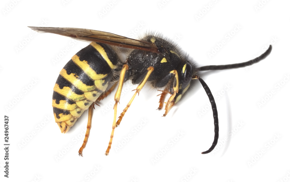 wasp isolated on white background wasp isolated on white background