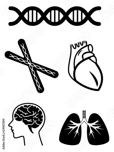 medical symbols of human organ and dna chromosome