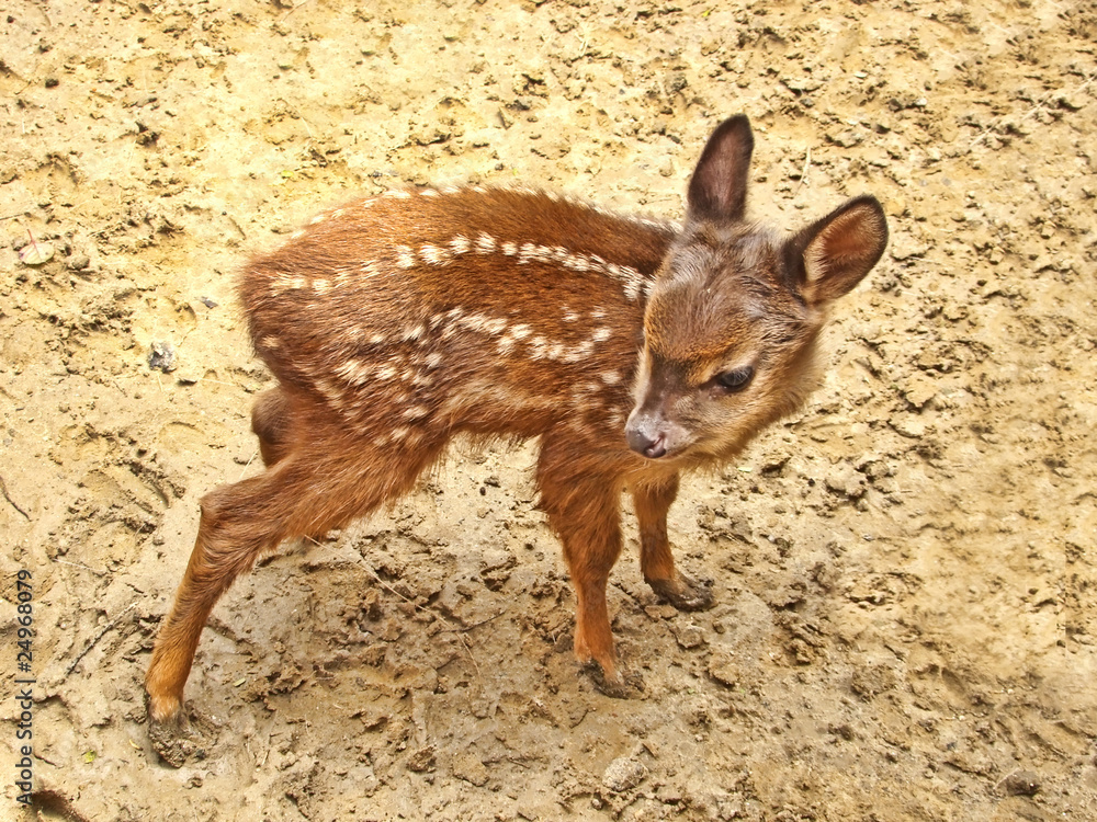 Naklejka premium baby deer