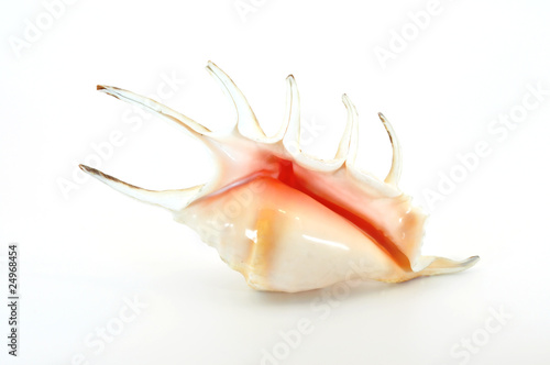spider shell showing opening