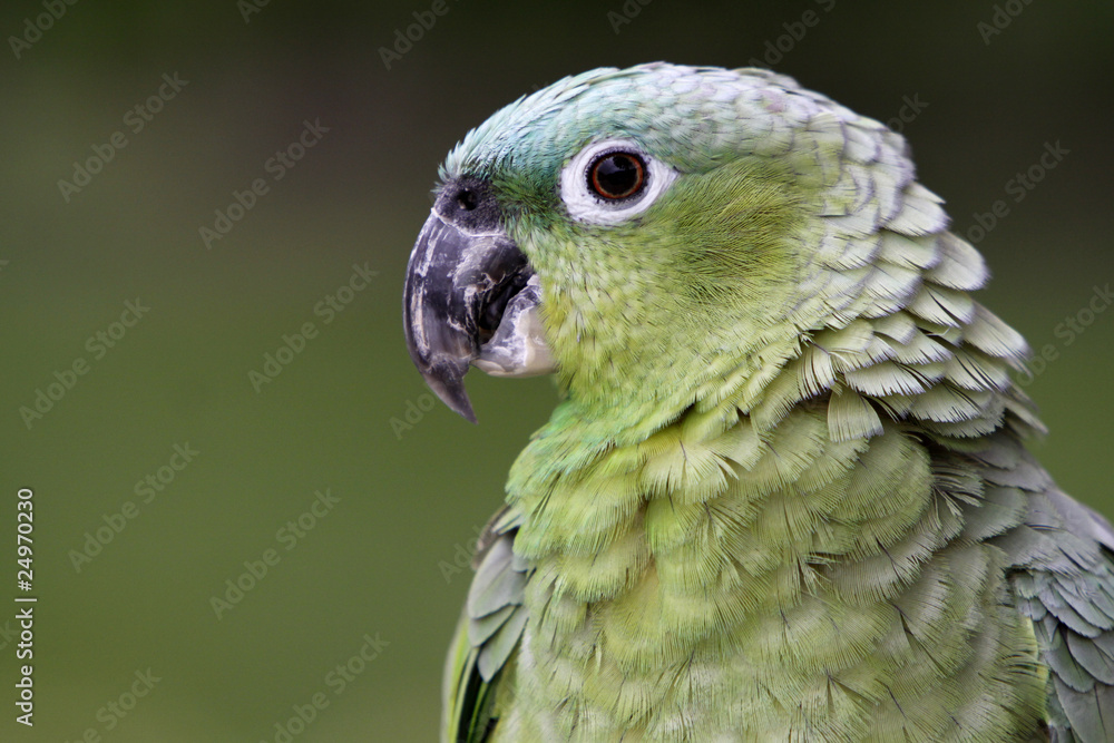 Obraz premium Blaustirnamazone