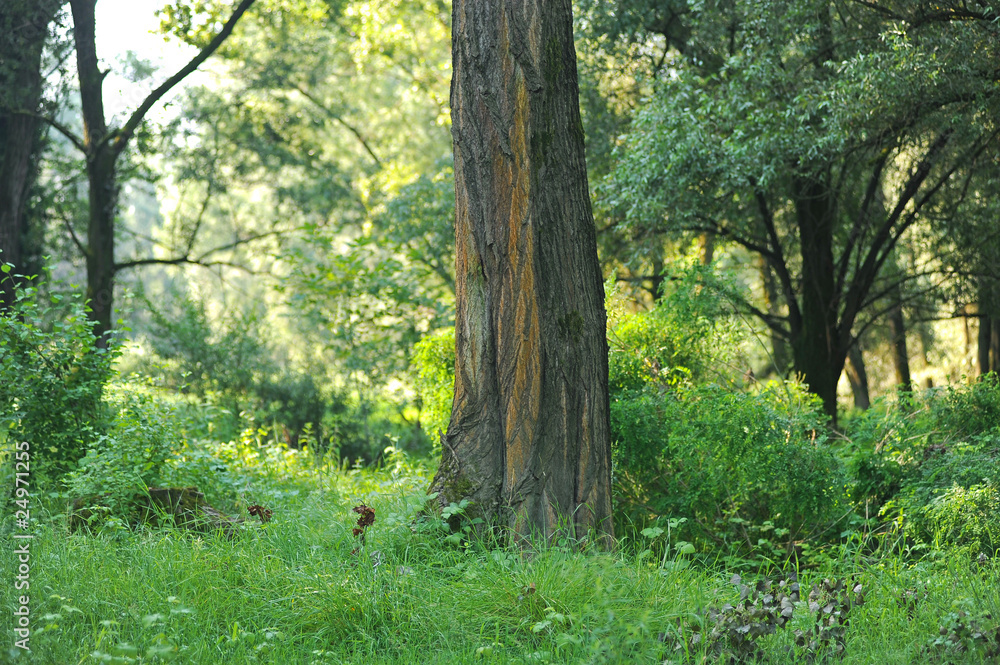 alberi 1086 alberi 1086