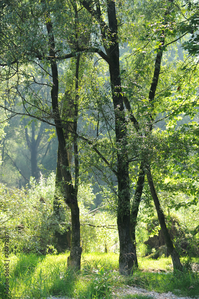 Fototapeta premium salici alberi 1089