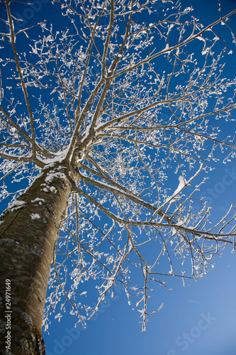 Wald im Winter photo