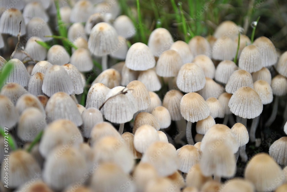 Cluster of Mushrooms Cluster of Mushrooms