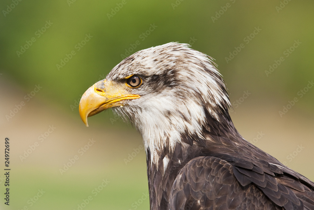 Fototapeta premium Weißkopfseeadlerportrait