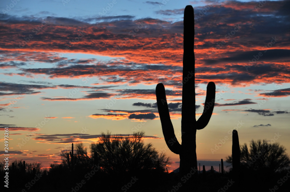 Cactus au coucher de soleil