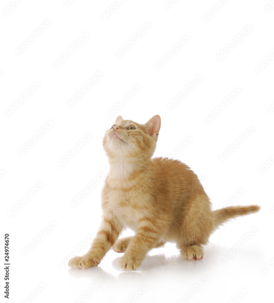 Fototapeta premium kitten ready to jump