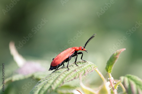 cardinal beetle (Pyrochroa coccinea) © chris2766