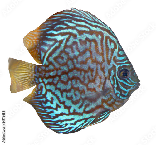 Turquoise discus isolated over white background