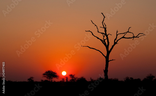 African sunset with a tree silhouette