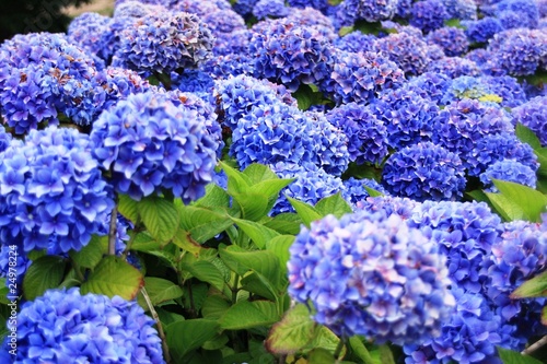 Hortensias bleus