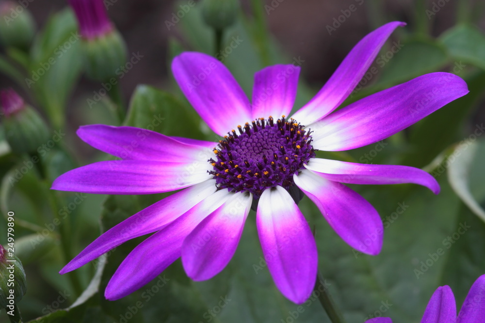 Fototapeta premium Purple Senetti