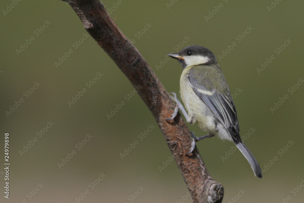 Fototapeta premium Great Tit (Parus major)