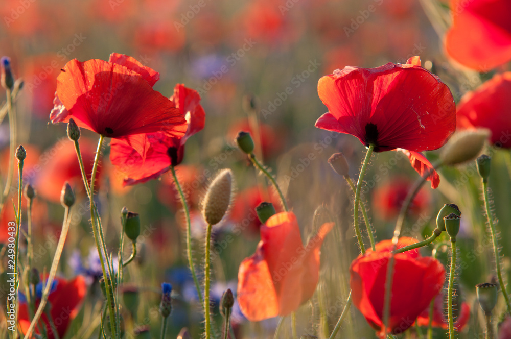 Obraz premium Poppies