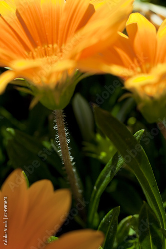 gazania x splendens