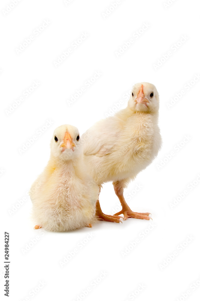 Two chickens Two chickens