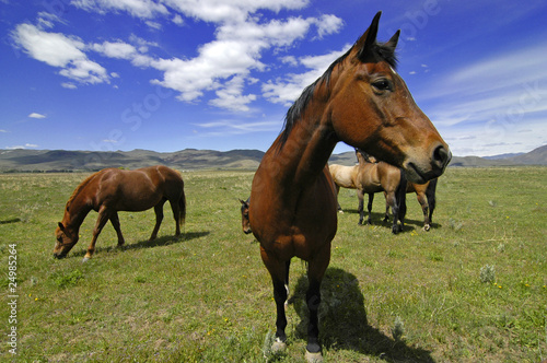 Horses © Lane Erickson