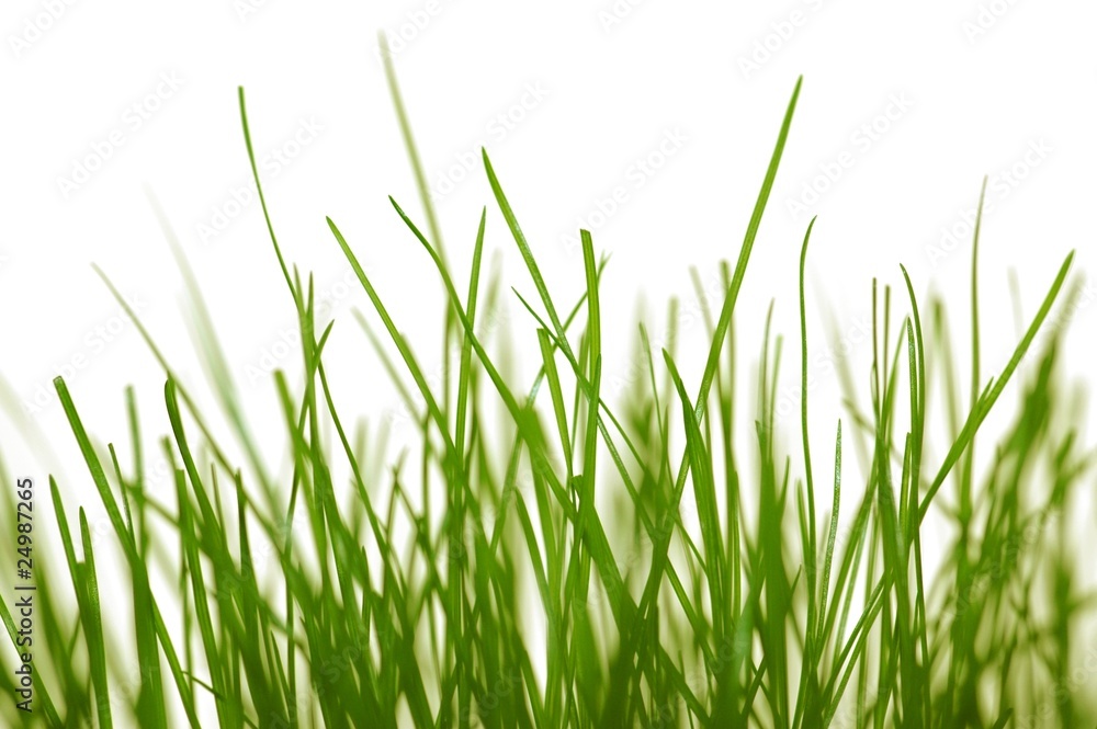 Grünes Gras Grünes Gras