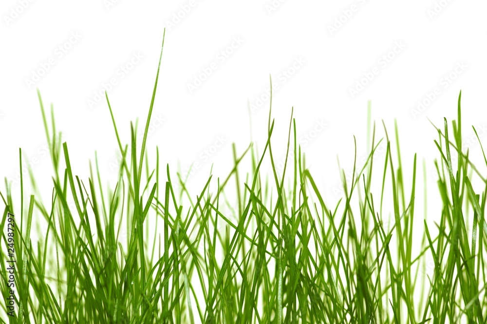 Rasen Gras Rasen Gras