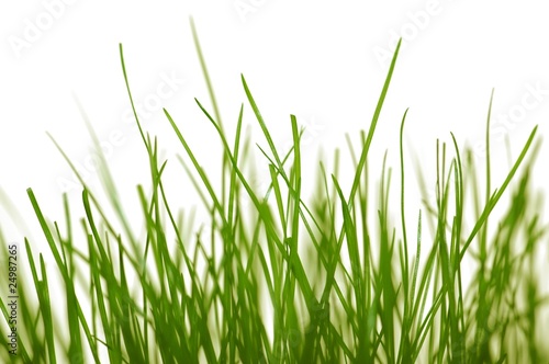 Grünes Gras © sulupress