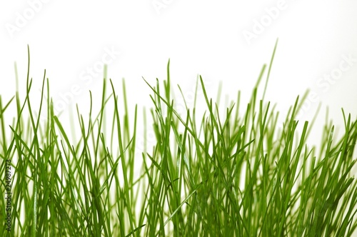 Grüner Rasen © sulupress