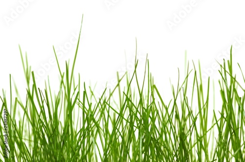 Rasen Gras