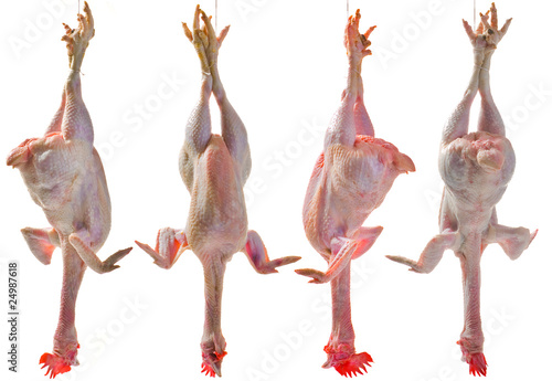 Foto Cuatro gallinas