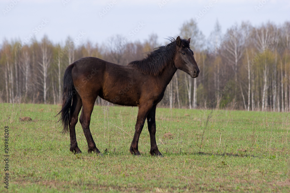 Fototapeta premium Horse (Equus caballus)