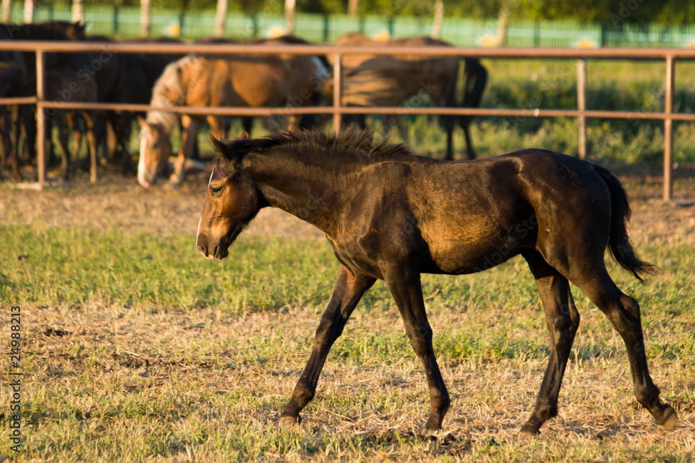 Fototapeta premium Horse (Equus caballus)