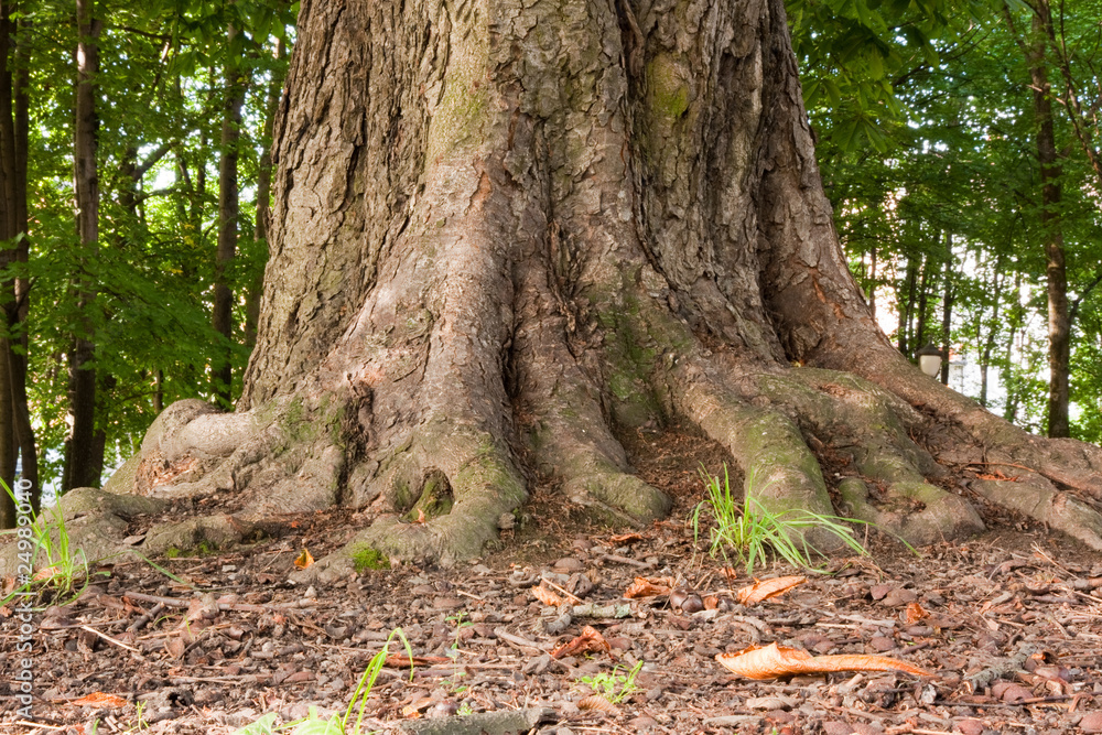 a very big tree with its roots in a forest