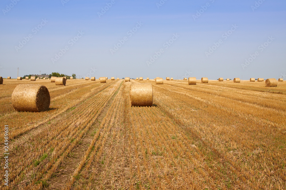 Haycock field