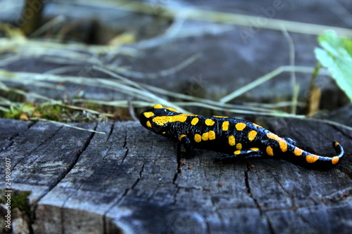 Fototapeta salamandra