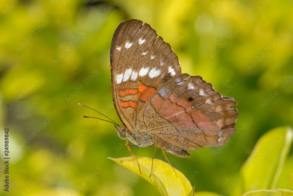 Fototapeta premium Anartia amathea
