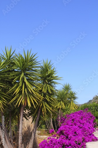 bougainvillea pink flowers and palm trees garden