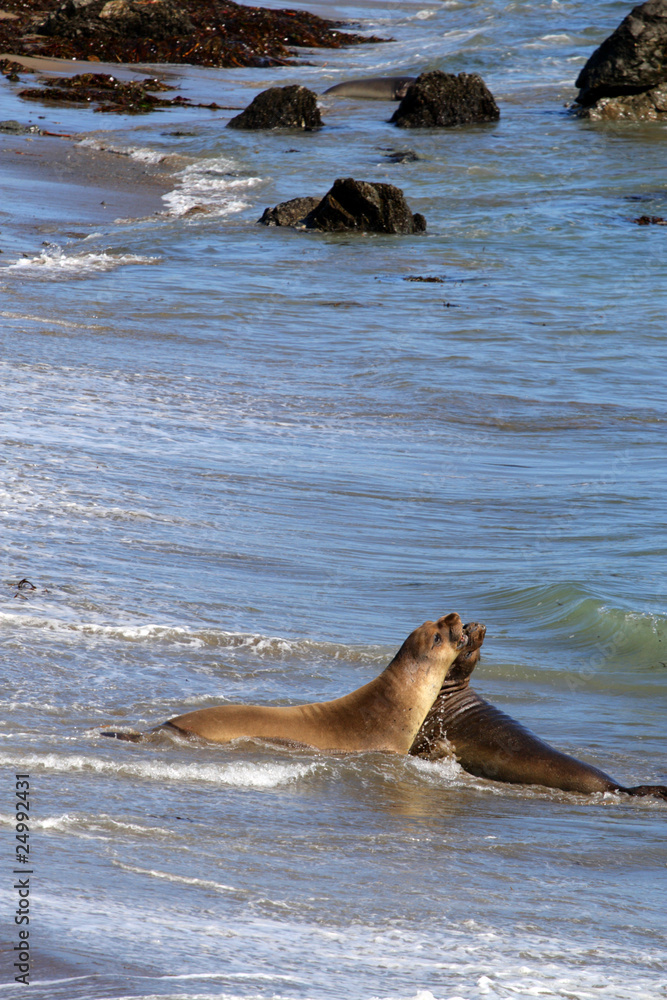Fototapeta premium Sea lions at the Pacific Coast, California, USA..