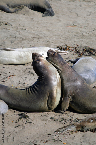 Sea lions at the Pacific Coast  California  USA..