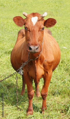 Cow. © Janis Smits