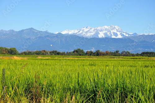culture de riz