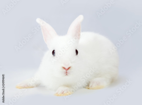 white rabbit on grey