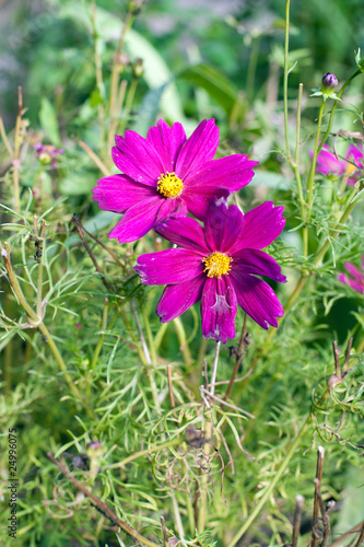 Fototapeta Naklejka Na Ścianę i Meble -  Purple flower in the garden