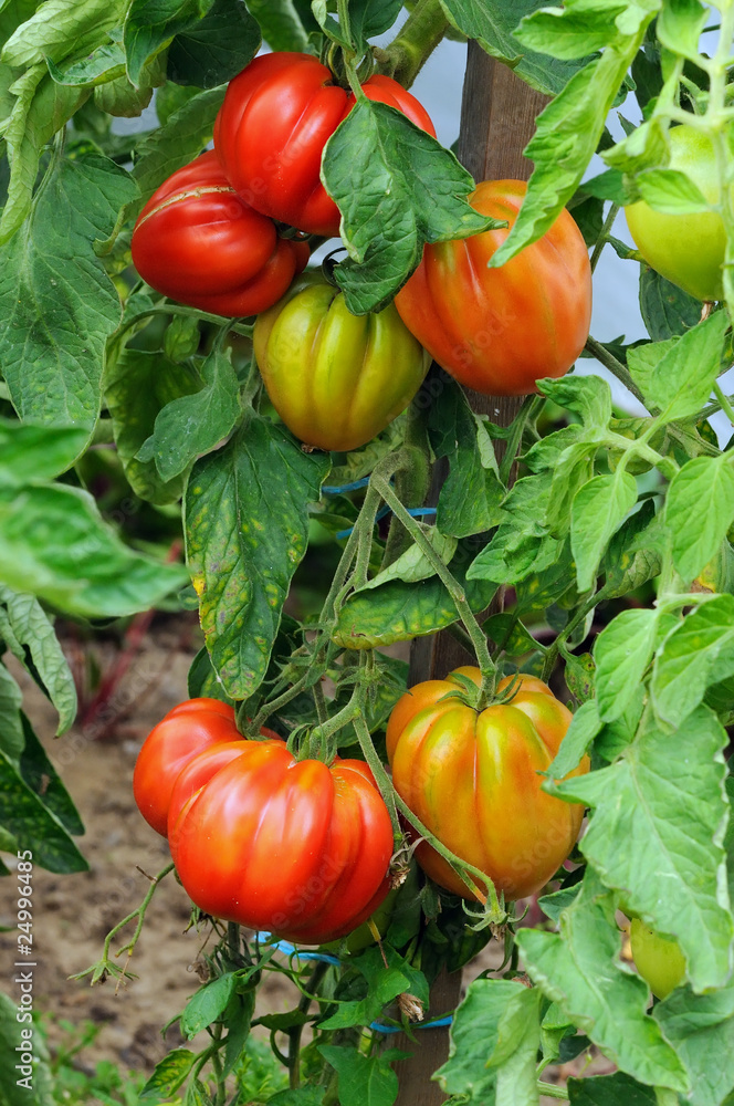 Tomates coeur de boeuf sur pied Tomates coeur de boeuf sur pied