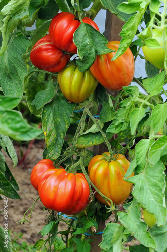 Tomates coeur de boeuf sur pied