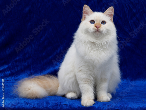 Türkisch Angora Katze