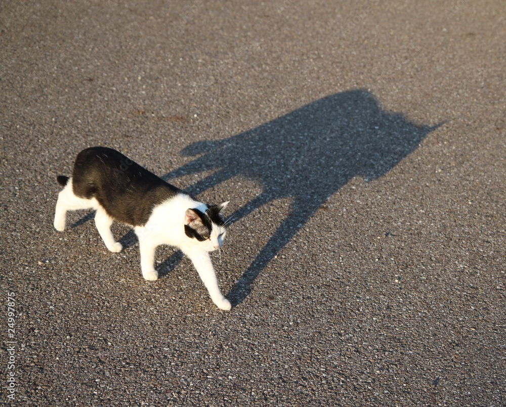 White & Black Cat Shadow White & Black Cat Shadow