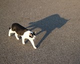 White & Black Cat Shadow