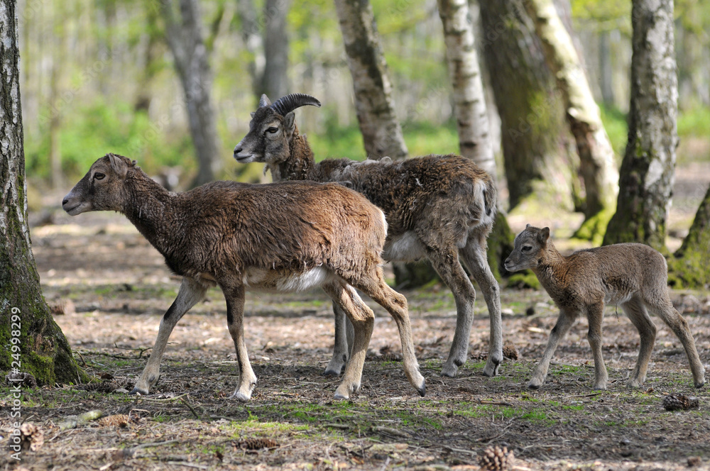 Couple de mouflons de Corse et leur petit dans la forêt Couple de mouflons de Corse et leur petit dans la forêt